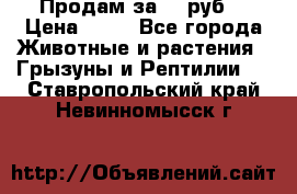 Продам за 50 руб. › Цена ­ 50 - Все города Животные и растения » Грызуны и Рептилии   . Ставропольский край,Невинномысск г.